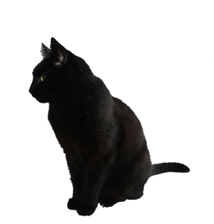 black_cat_png_by_camelfobia-d5jpxce.png